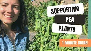 How To Support Garden Peas With Staking