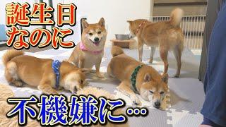 The Shiba Inu, who had been smiling and enjoying his birthday, suddenly became grumpy and at a loss.