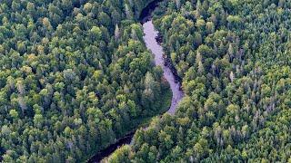 One of the Greatest Environmental Challenges of Our Time—Protecting America's Working Forests