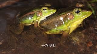 [한국 양파 세계] 한국의 개구리 성체 13종의 모습과 울음소리