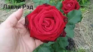 Роза Лавли Рэд (Lovely Red). Первогодка. Французская селекция.