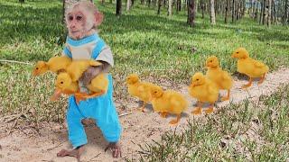 Monkey Su secretly takes duckling out and ending ...Oh so sad 