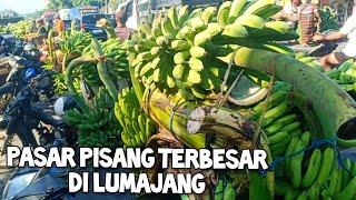 SURVE PASAR PISANG TERBESAR DI LUMAJANG INI INFO LENGKAP HARGA NYA TETAP HARUS BISA TAWAR MENAWAR