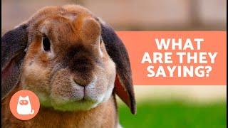 RABBIT BODY LANGUAGE  How do RABBITS COMMUNICATE?