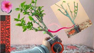 Easy Way To Grow Hibiscus From Cutting || Grow Hibiscus In Water.