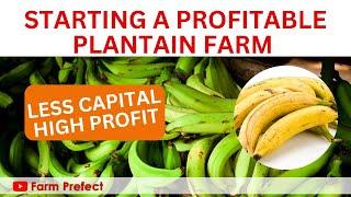 Starting profitable Plantain Farming with less Capital.