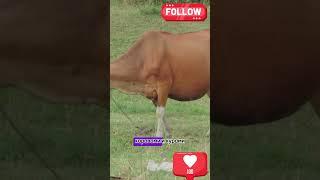 Эко деревня мечты