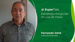 Expertips: Estrategia fungicida en uva de mesa