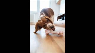 dog eating bone #dog #dogeating #cutedog #dogvideos #pets #youtubeshorts #trending #dogs #shorts