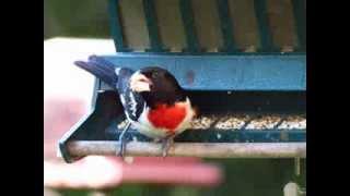 Rose-breasted Grosbeak