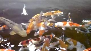 Koi Import von Juni 2011.Das Video wurde am 18.01.2012 aufgenommen