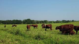 Cattle are sorted: Stage 1 complete!