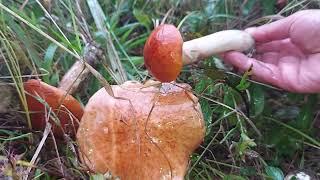 Leccinum aurantiacum - hribi de plopi