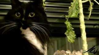 Cat eats kale - Healthy Living Feline - Youtube