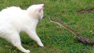 Snake vs Cat - Mossy Oak