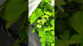 Заморозки