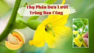 Hướng Dẫn Thụ Phấn Cho Dưa Lưới | Pollinating melons || NTT