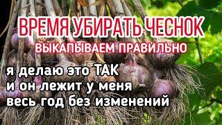 ВСЁ ПРО УБОРКУ И ХРАНЕНИЕ ЧЕСНОКА, чтобы ваш урожай пролежал год и не испортился.