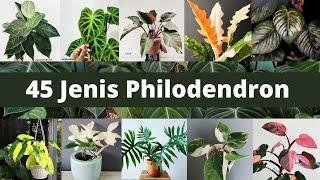 45 JENIS PHILODENDRON TANAMAN HIAS HITS 2021 BESERTA GAMBAR LENGKAP | 45 TYPES OF PHILODENDRON