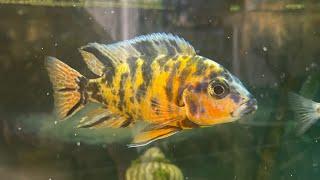 Unlock the Secrets of African Cichlid Breeding!