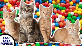 LAGU ANAK POPULER - SI MEONG KUCING LUCU MANDI BOLA TERBARU 2022