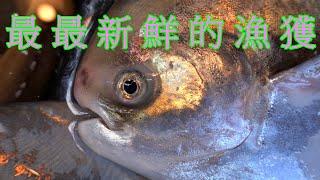 南方澳最最新鮮的漁獲 現撈正鯧 土魠魚 鱙仔漁 魩仔魚 白帶 油帶 春仔 帕頭仔 等等好物