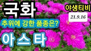 국화중의 국화.젤 강한 아스타 국화가 제일이죠.