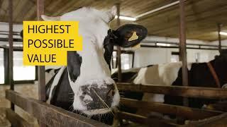 Supply Chain Solutions for Dairy Industry - Prophit Systems