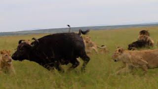 Buffalo mother leaves her calf to the lions as she runs for her life