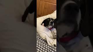 Intense face dog | Funny Dog | Death to Boredom #Shorts