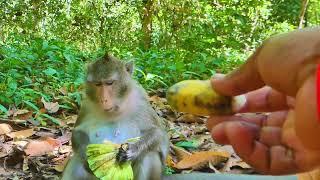 Lovely pregnancy Anna really gladly having food, Visited Anna's family monkey