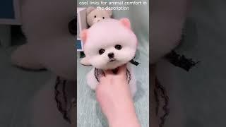 Top  Funny animals videos - Try Not To Laugh  - 85 #Shorts