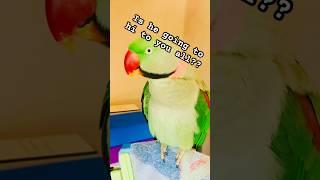 Cute parrot yoyo #parrotvideos #parrotowner #parrotlovers #petowner #petlover t