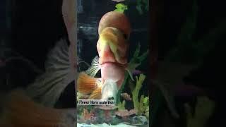 Flower Horn Male Fish #fish