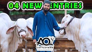 04 NEW ENTRIES | 2nd Round of Skin Vaccine | AQ Cattle Farm