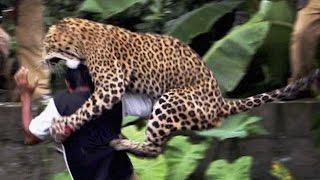 16 Worst Animal Attacks