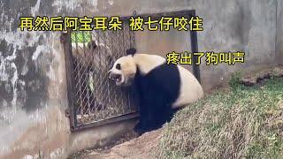 ABao ear was bitten into a V shape by QiZai, the zoo responded:The breeding season is more irritable