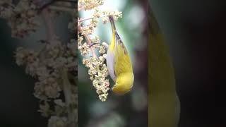 Burung pleci bersuara lantang