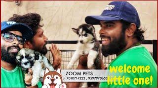 Welcome Home My First Puppy ️- Best Pet Shop In Chennai | Enowaytion Plus