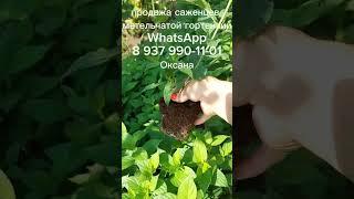 Метельчатая гортензия продажа 937 990 1101 #саженцы #гортензии #метельчатаягортензия #цветы