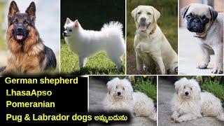 good quality 5 adult dogs for sale in telugu/ 93984 69177 /aj pets