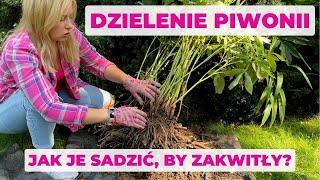 Dzielenie i sadzenie piwonii. Jak zrobić to dobrze?