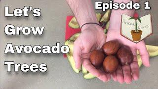 Germinating Avocado Seeds - Avocado Diaries - Episode 1