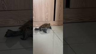 MY  PET DANCING 