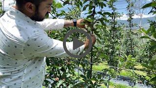 Bending in HDP Orchards