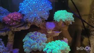 Update newbie nano reef tank #coralreeftank #reeftank #marineaquarium #reeffish #nanoreeftank #fyp