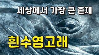 흰수염고래(대왕고래)의 무게와 크기, 심장과 울음소리 등 다큐