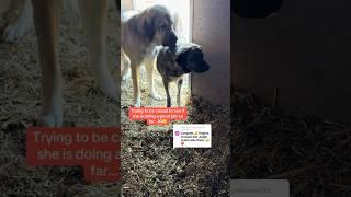 Judge and Lily consider taking over mother duties for Danger Chicken…
