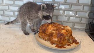 Baby raccoon learns how to eat real food!  (how to ween a baby raccoon)