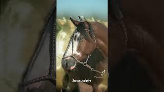 Edit #cavalo crioulo , eu que fiz!!, espero que gostem ️